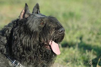 Cachorros de Bouvier de Flandes