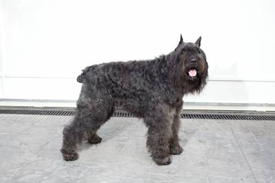 Cachorros de Bouvier de Flandes