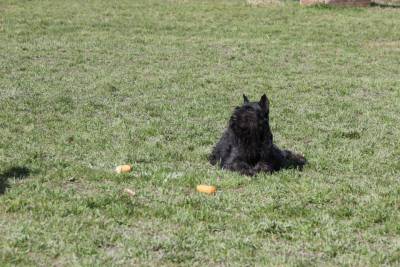 Cachorros de Bouvier de Flandes