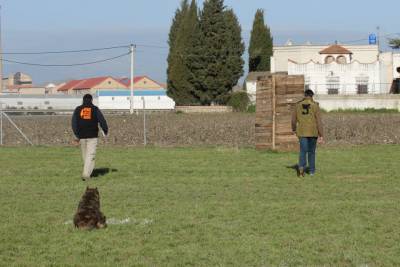 Cachorros de Bouvier de Flandes