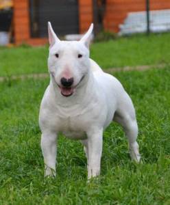 Bull Terrier Miniatura para cruzas