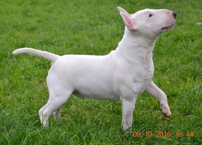 Bull Terrier Miniatura para cruzas