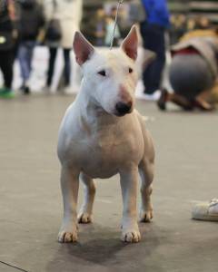 Bull Terrier Miniatura para cruzas