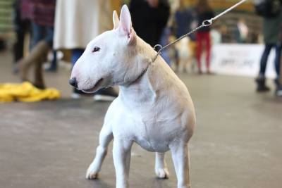 Bull Terrier Miniatura para cruzas