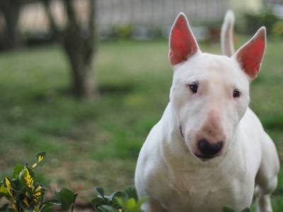 Bull Terrier Miniatura para cruzas