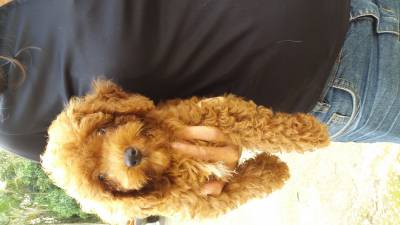 Poodle toy red lindos filhotes disponveis