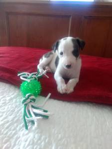 Whippet lindos filhotes disponveis