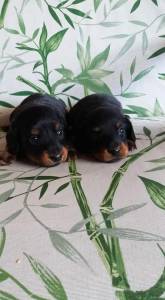 Dachshund anes e miniaturas pelo curto e pelo longo