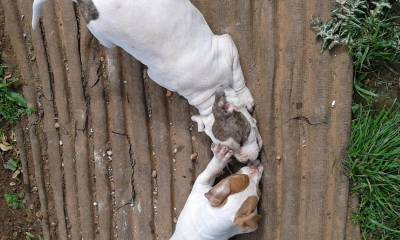 american pitbull terrier