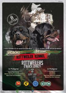 NINHADA ROTTWEILER