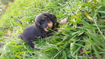 Dachshund Teckel Anes e miniaturas filhotes de pelo longo