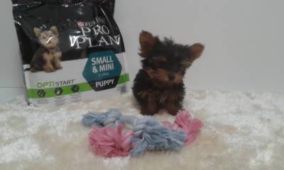 Yorkshire Terrier