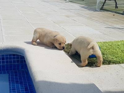 LABRADORES DE TOP