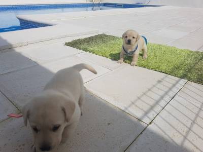 LABRADORES DE TOP