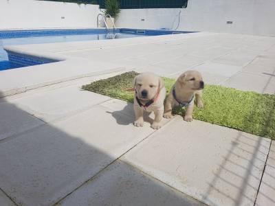 LABRADORES DE TOP