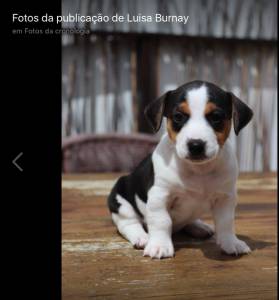 Jack Russell Terrier