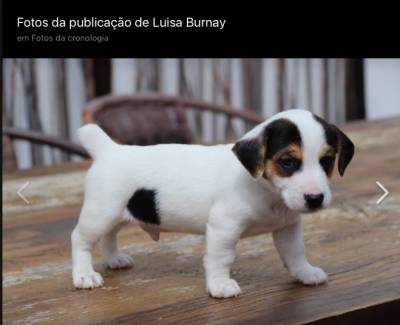 Jack Russell Terrier