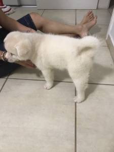 AKITA INU filhotes amveis