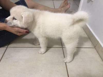 AKITA INU filhotes amveis