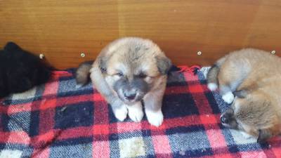 AKITA INU filhotes amveis