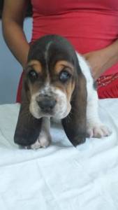 BASSET HOUND lindos filhotes