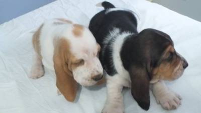 BASSET HOUND lindos filhotes