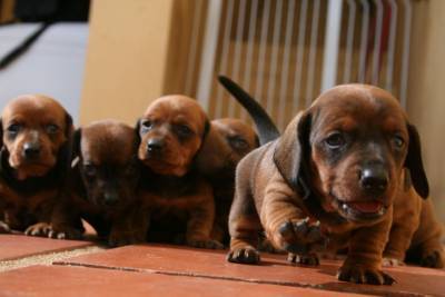 BASSET TECKEL lindos filhotes adoraveis