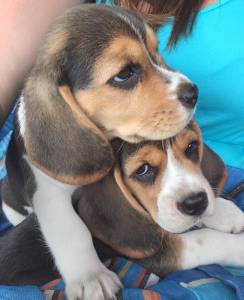 BEAGLE filhotes amaveis