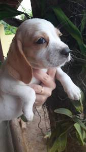 BEAGLE filhotes amaveis