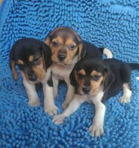 BEAGLE filhotes amaveis