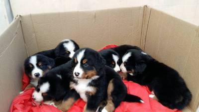 BERNESE MOUNTAIN