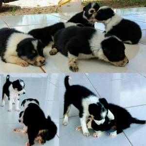 BORDER COLLIE filhotes carinhosos