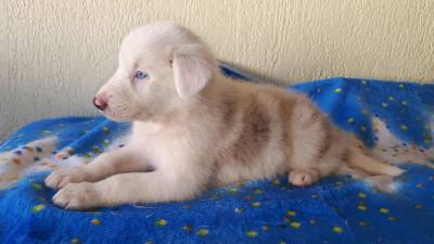 BORDER COLLIE filhotes carinhosos