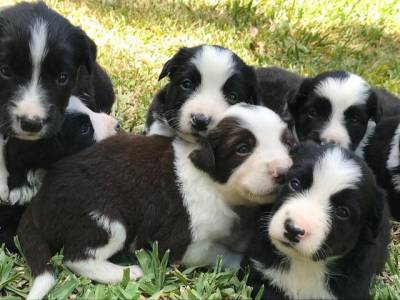 BORDER COLLIE filhotes carinhosos