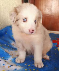 BORDER COLLIE filhotes carinhosos