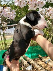 BULL TERRIER