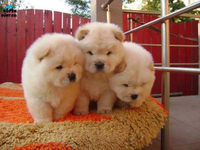 CHOW CHOW filhotes apaixonantes