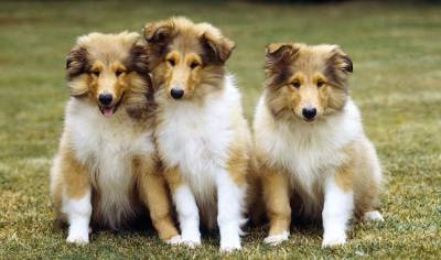 COLLIE