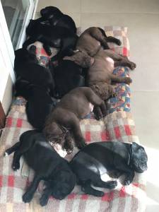 CANE CORSO filhotes fofos