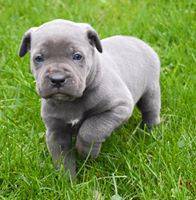 CANE CORSO filhotes fofos