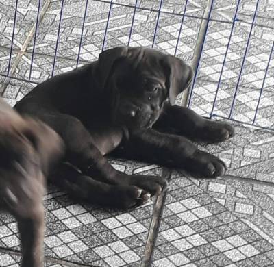 CANE CORSO filhotes fofos