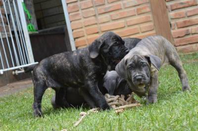 CANE CORSO filhotes fofos