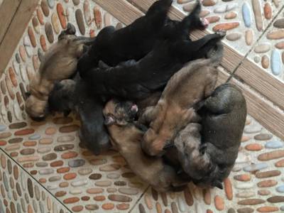 CANE CORSO filhotes fofos