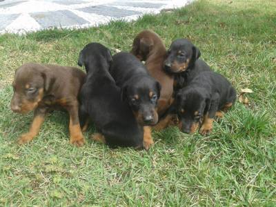 DOBERMAN LINDOS FILHOTES