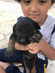 DOBERMAN LINDOS FILHOTES