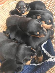 DOBERMAN LINDOS FILHOTES