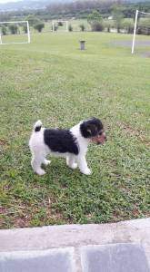 FOX TERRIER FILHOTES LINDOS