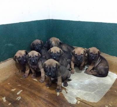 Filhotes de Fila Brasileiro