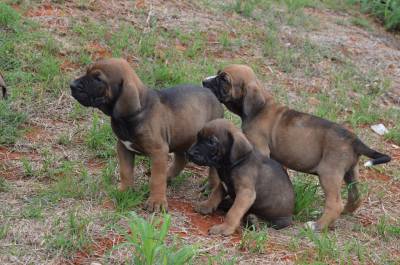 FILA BRASILEIRO FILHOTES ADORVEIS