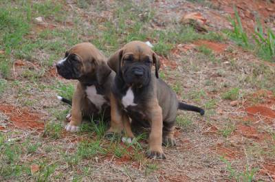 FILA BRASILEIRO FILHOTES ADORVEIS